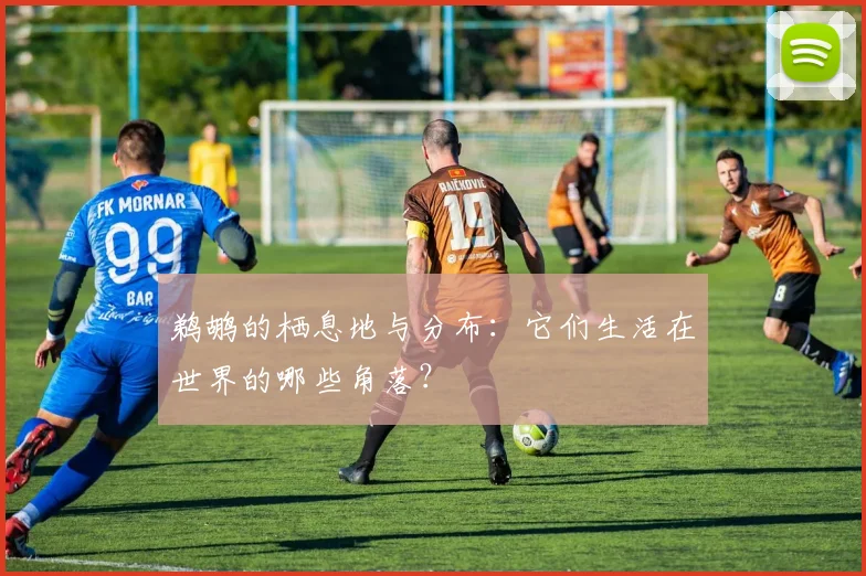 鹈鹕的栖息地与分布:它们生活在世界的哪些角落?